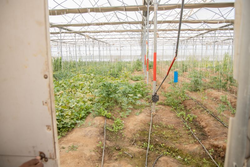 Mist Irrigation Installation in Ventura County, CA